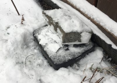 winter pest removal