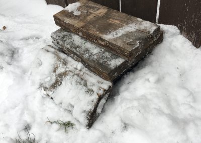 winter pests