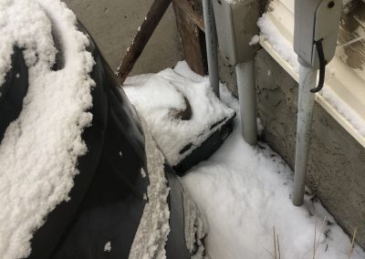 winter pests