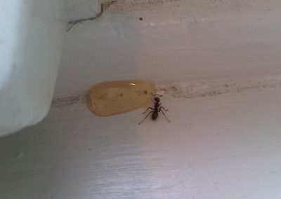 ant extermination