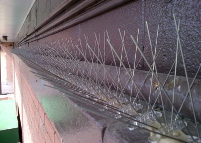 pigeon control