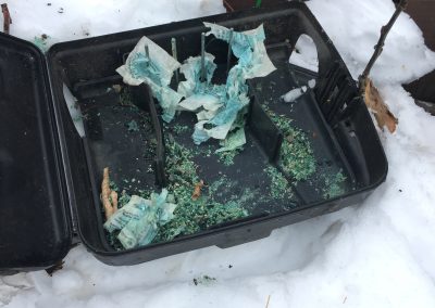 winter pest removal