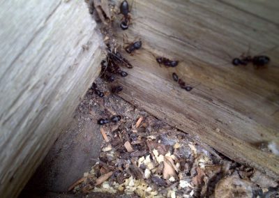 ant hive