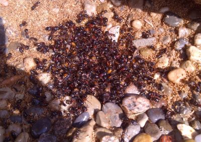 ant extermination