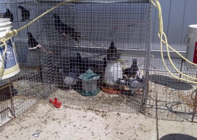 pigeons control