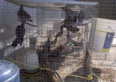 pigeons removal