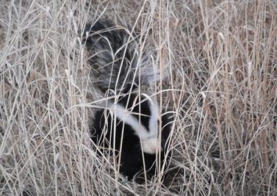 skunk removal