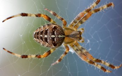 Pest Control Tips for Landlords and Property Managers in Calgary