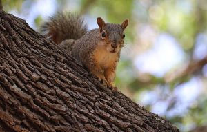 tree squirrel control