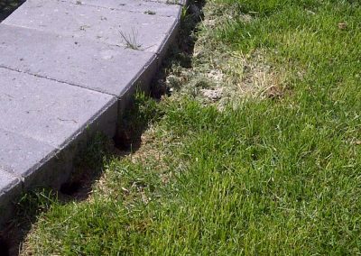 vole removal