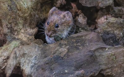 Why is Regular Commercial Pest Control Important?
