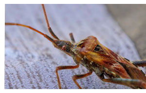 bed bug removal