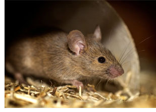 The Essential Role of Pest Control in Restaurants