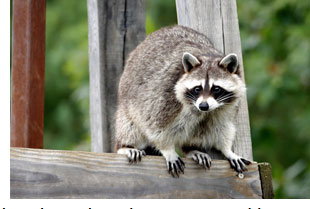 What Types of Pests Are Treated by Pest Control Services?