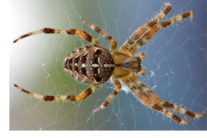 spider extermination