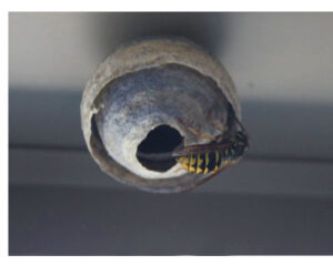 wasp exterminator