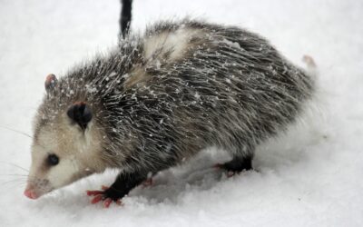 Why Pest Control Is Needed in Winter
